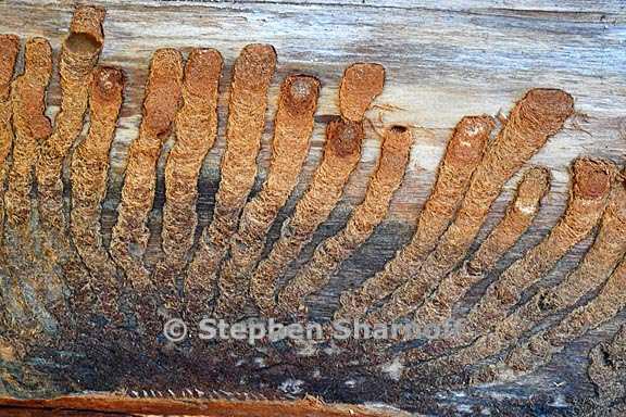 scolytus trails 1 graphic